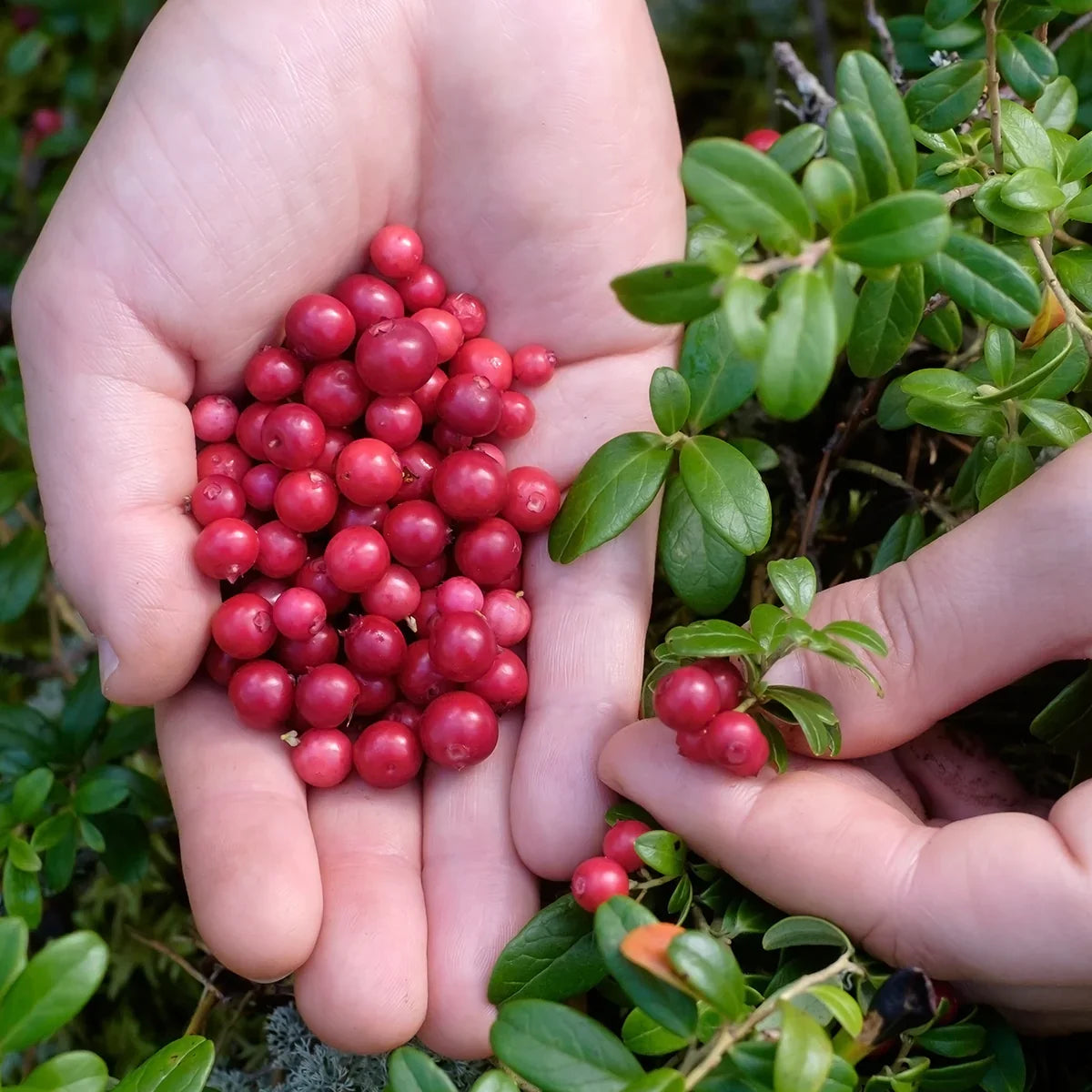 Mannavita Cranberry 100% pure pressed juice • 500 ml - Mannavita