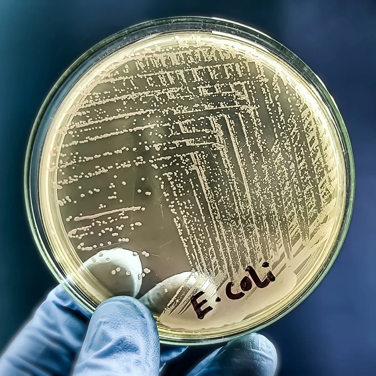 Mannavita D-mannose Complex • with Cranberry extract • 90 capsules - Mannavita