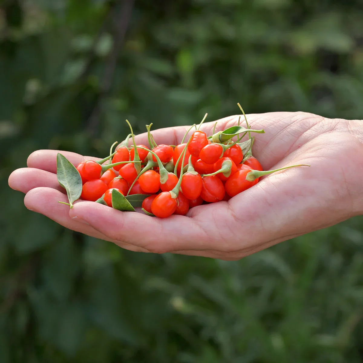 Mannavita Goji berry 100% pure pressed juice • 500 ml - Mannavita