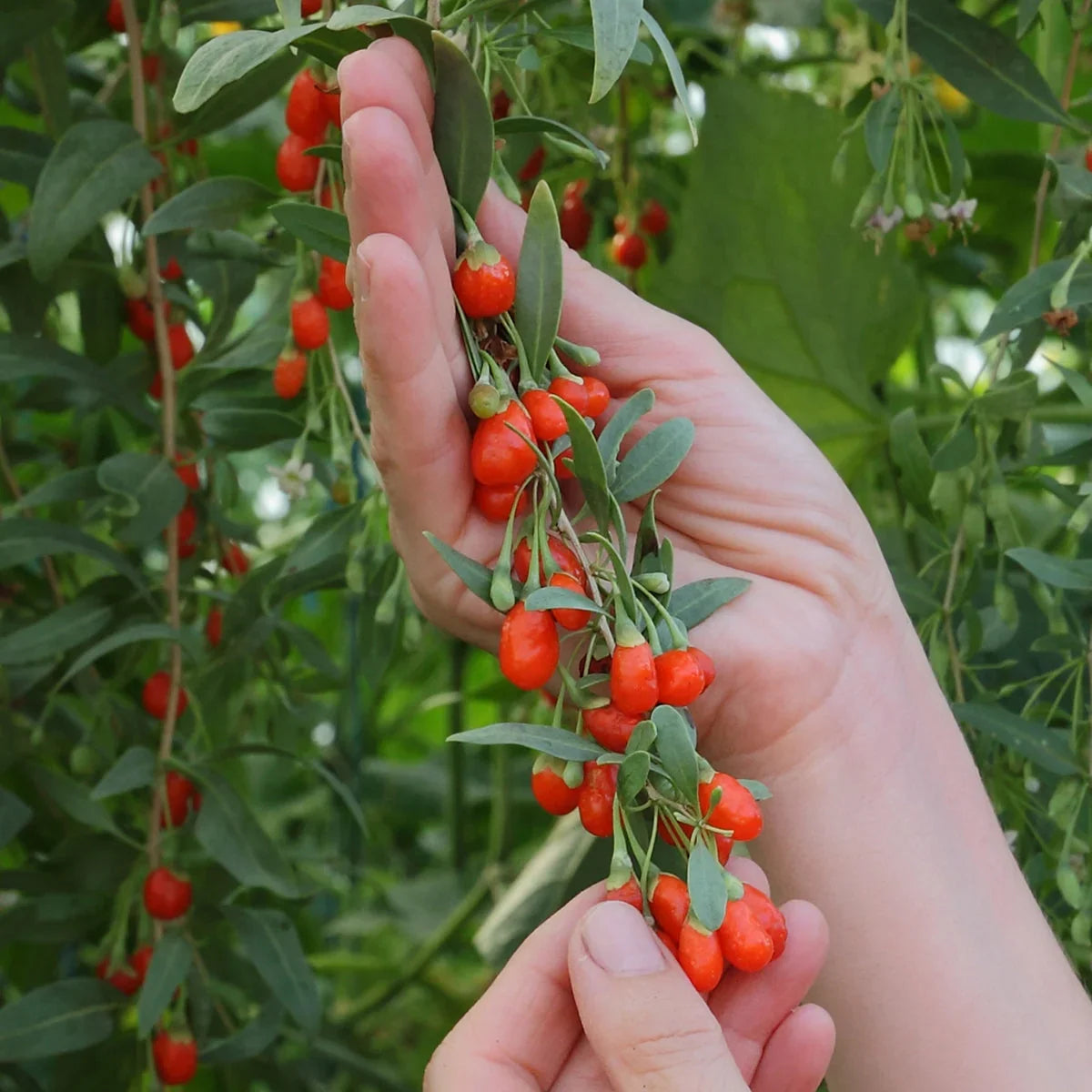 Mannavita Goji berry 100% pure pressed juice • 500 ml - Mannavita