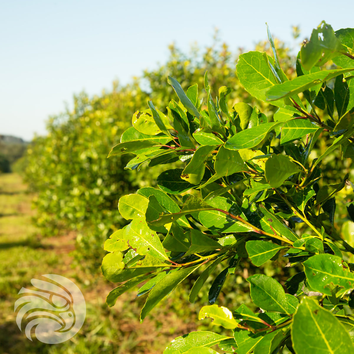 Čaj yerba maté Rosamonte • ESPECIAL • 500 g