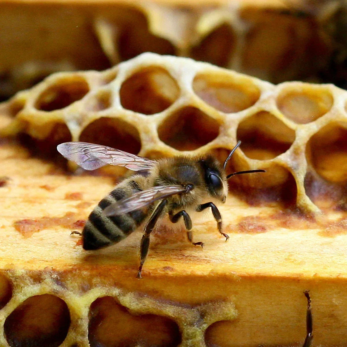 Melora Manuka Honey 850+ MGO™ UMF 20 • 250 g - Mannavita