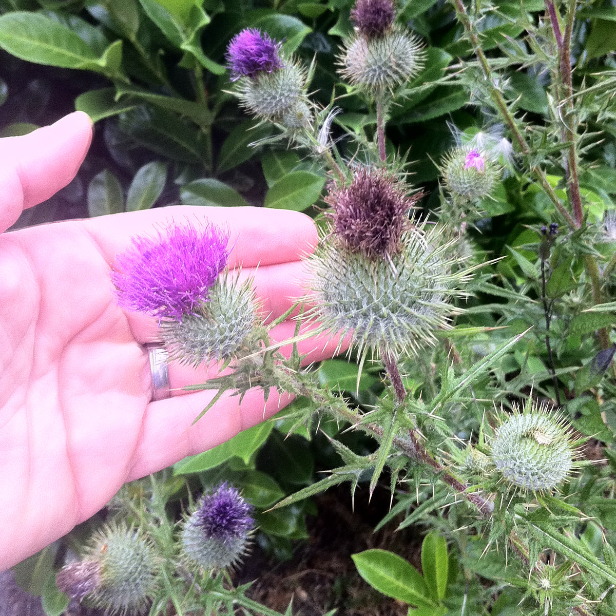 Mannavita Maďarský za studena lisovaný olej ze semen ostropestřce mariánského • 250 ml