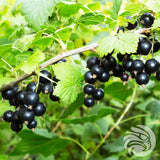 Pastilky s manukovým medem a černým rybízem • 15 ks