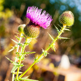 Mannavita Maďarský za studena lisovaný olej ze semen ostropestřce mariánského • 250 ml