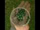 Mannavita Spirulina 500 mg tablety • 180 ks.