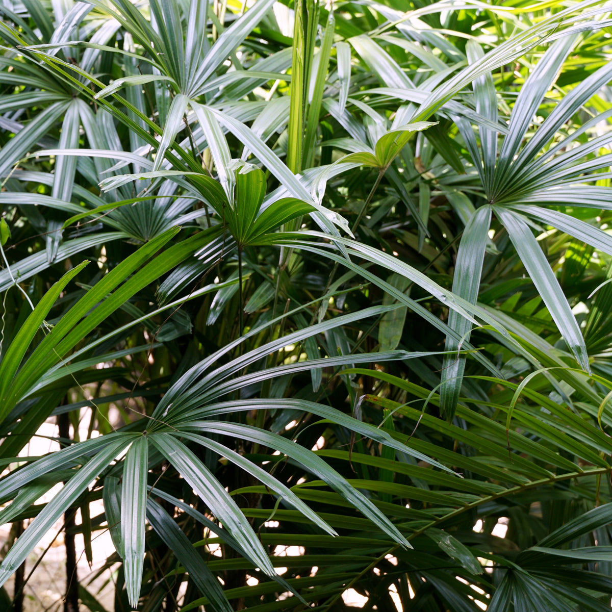 PROSTAX komplex pro prostatu • 60 kapslí