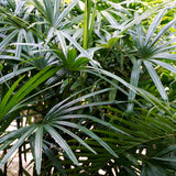 PROSTAX komplex pro prostatu • 60 kapslí