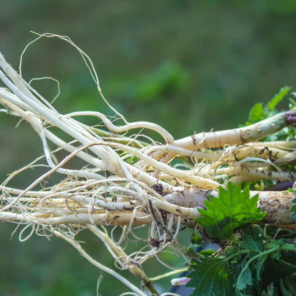 PROSTAX komplex pro prostatu • 60 kapslí