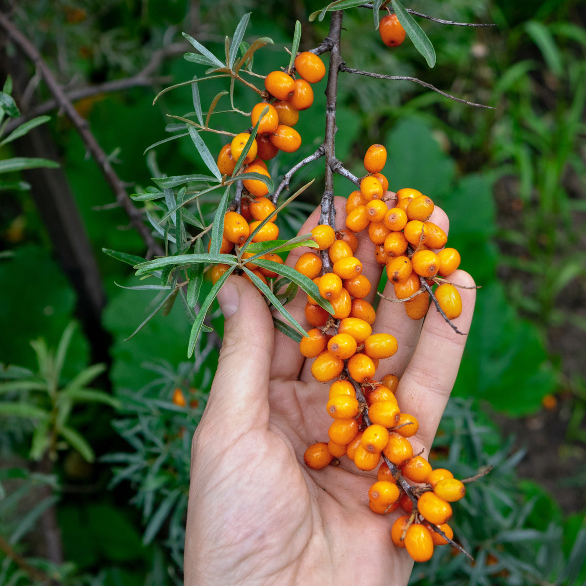 Mannavita maďarský za studena lisovaný olej ze semen rakytníku • 40 ml