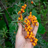 Mannavita maďarský za studena lisovaný olej ze semen rakytníku • 40 ml